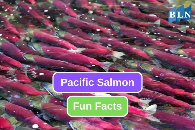 Here are 10 Fun Facts of Pacific Salmon